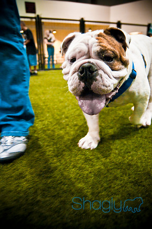 Bulldog Night-15