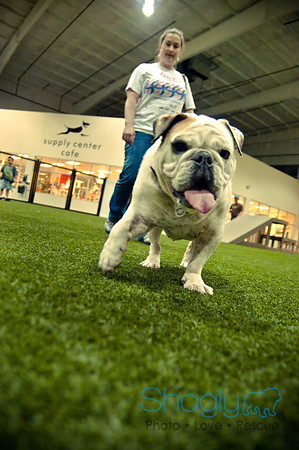 Bulldog Night-64