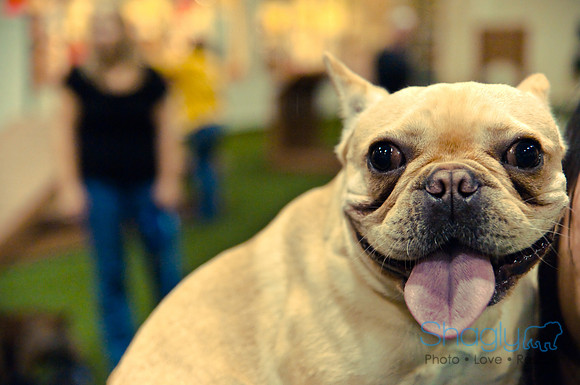 Bulldog Night-40