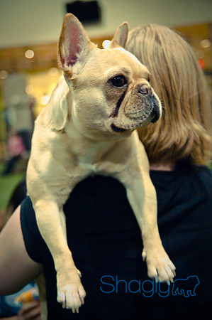Bulldog Night-80