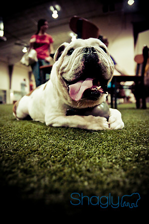Bulldog Night-43