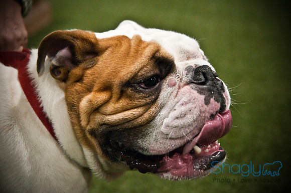 Bulldog Night-71