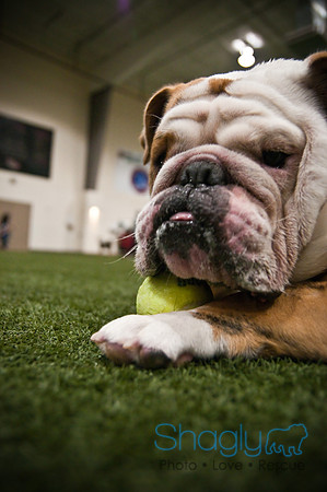 Bulldog Night-75