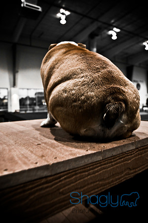 Bulldog Night-8