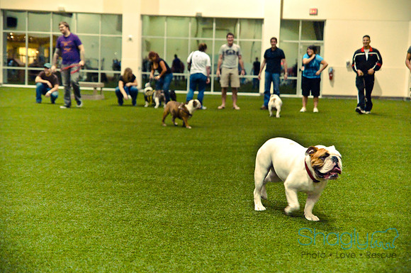 Bulldog Night-62