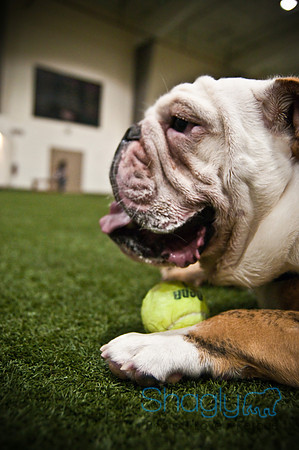 Bulldog Night-77