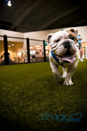 Bulldog Night-14
