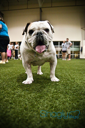 Bulldog Night-51