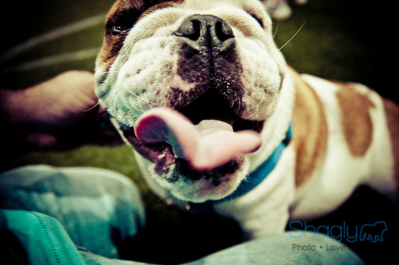 Bulldog Night-56
