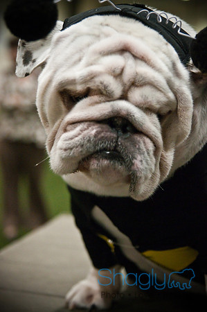 Bulldog Night-30