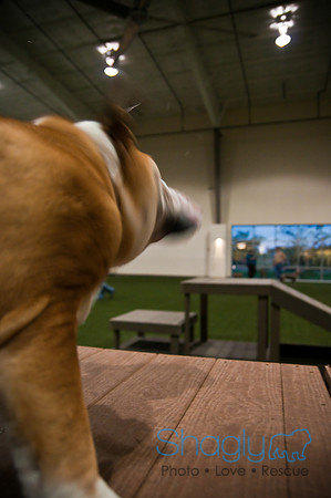 Bulldog Night-7