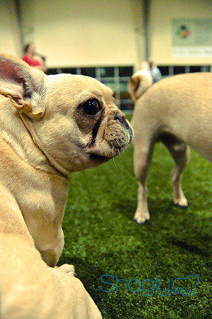 Bulldog Night-55