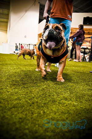 Bulldog Night-17