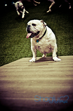 Bulldog Night-33