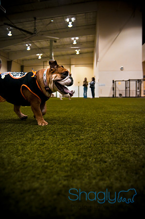 Bulldog Night-16