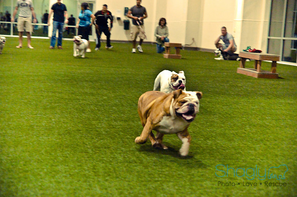 Bulldog Night-61