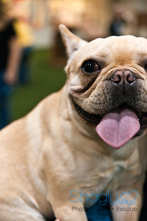 Bulldog Night-41