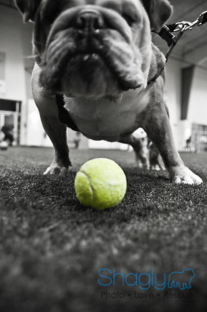 Bulldog Night-73