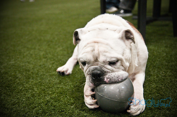 Bulldog Night-45