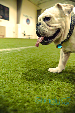 Bulldog Night-49