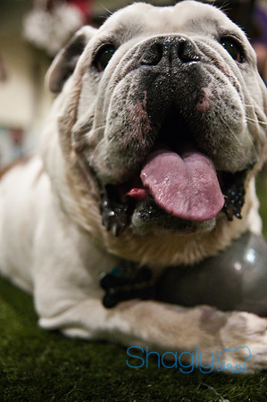 Bulldog Night-44