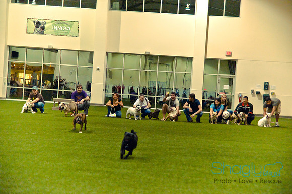Bulldog Night-57