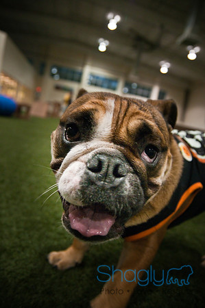 Bulldog Night-10