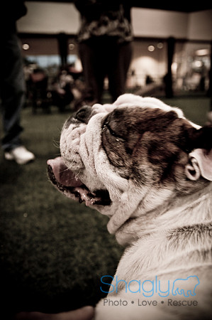 Bulldog Night-11