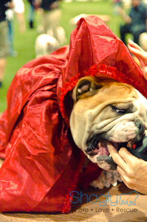 Bulldog Night-28