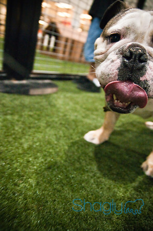 Bulldog Night-42