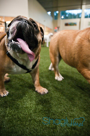 Bulldog Night-4