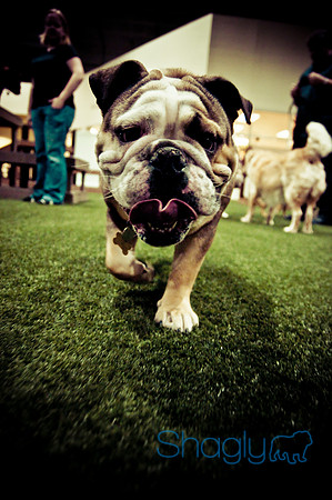 Bulldog Night-50