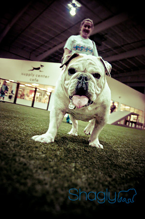Bulldog Night-65