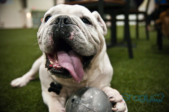 Bulldog Night-47