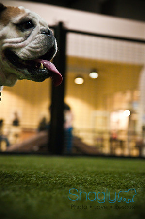 Bulldog Night-18
