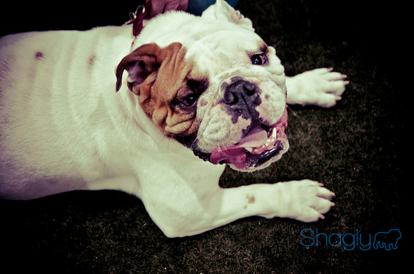 Bulldog Night-67