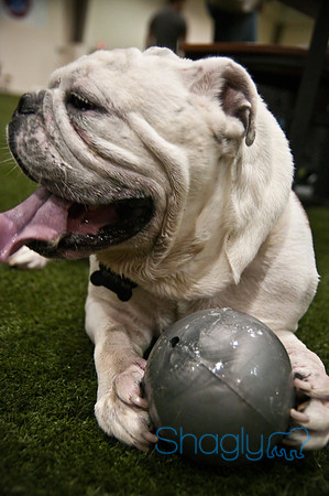 Bulldog Night-48