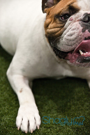 Bulldog Night-70
