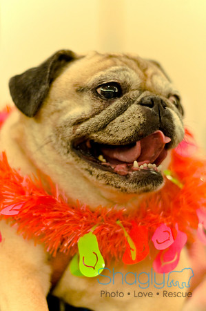 Bully Bash Luau-50