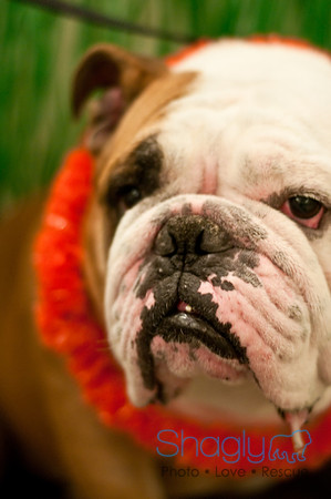 Bully Bash Luau-11
