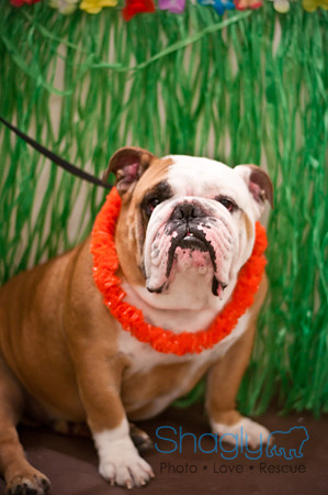 Bully Bash Luau-10