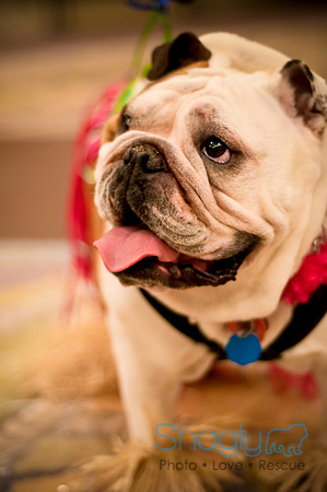 Bully Bash Luau-41
