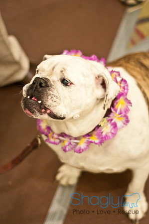 Bully Bash Luau-4