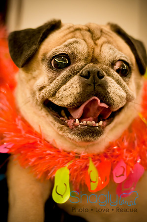 Bully Bash Luau-51