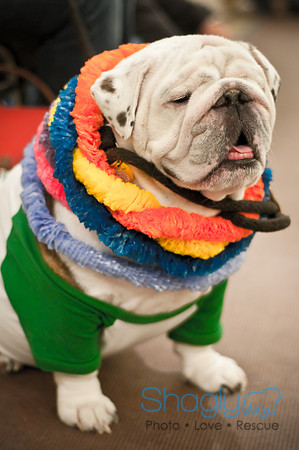 Bully Bash Luau-47