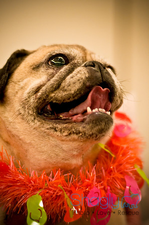 Bully Bash Luau-52