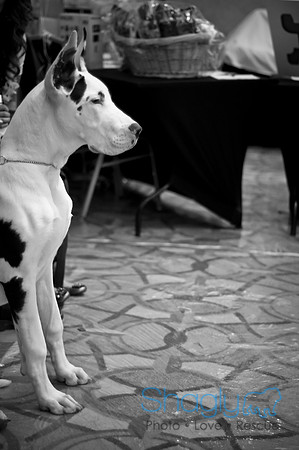 Bully Bash Luau-25