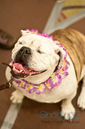 Bully Bash Luau-6