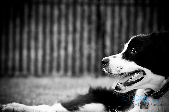 Beaux & Bandit-79