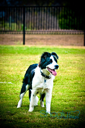 Beaux & Bandit-14